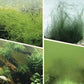 🎉Koop meer bespaar meer💥Algen- en mosverwijderaar voor aquariums - Veilige waterzuivering