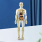 3D menselijk lichaam Torso Model voor Kid Anatomie Model Skelet