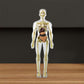 3D menselijk lichaam Torso Model voor Kid Anatomie Model Skelet