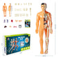 3D menselijk lichaam Torso Model voor Kid Anatomie Model Skelet